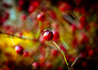 Berries_by_Orb9220.jpg