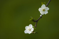 White_flowers_by_Garuna_bor-bor.jpg