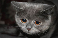 sadcat.jpg