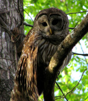 Hontoon_Dead_-_Barred_Owl.jpg