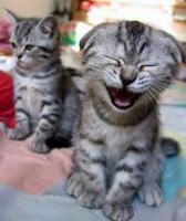 CatLaugh-252x300.jpg