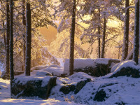 Snowy Pine Forest, Vдsterbotten, Sweden.jpg