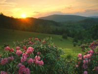 Rhododendrons at Sunrise, Moses H. Cone Memorial Park, North Carolina.jpg