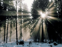 Winter Mist, Westerwald, Germany.jpg