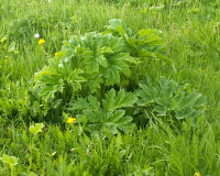 heracleum.jpg