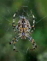 460px-Araneus_diadematus_qtl1.jpg