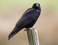 crow1.jpg_e_cc7c23f2dc3eea7b87c929cede920558.jpg