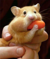 Nom_hamster.jpg