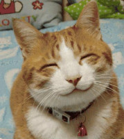 HappyCat.jpg