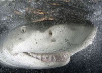 smiling-lemon-shark.jpg