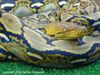 Python_reticulatus04.jpg