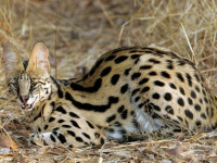 Animals_Beasts_Serval_020011_.jpg