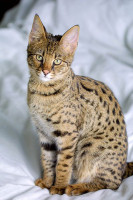 400px-Savannah_Cat_portrait.jpg