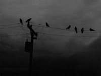 crows-1024x768.jpg