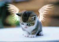 funny-cat-picture-angel-kitty.jpg