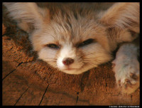 Resting_Fennec_by_leopatra_lionfur.jpg