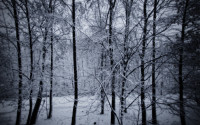 Snowy_Forest_wallpaper_1680x1050.jpg