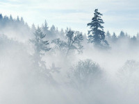 trees_in_fog.jpg