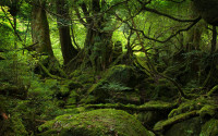 very-green-forest.jpg