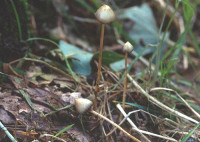 psilocybe26.jpg