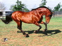 horses-wallpapers-noavaran12.jpg