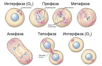 fig06-arpfelupqrq.jpg