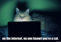 On_The_Internet_No_One_Knows_You_re_A_Cat.jpg