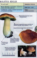 boletus_edulis.jpg