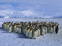 16930-desktop-wallpapers-emperor-penguin-colony.jpg