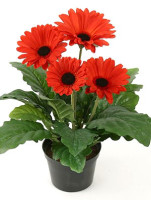 gerbera 1.jpg