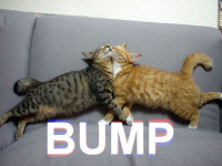 0511_bump.jpg