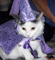 wizard-cat--large-msg-128935719496.jpg