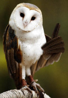 owl-thumb-up.jpg