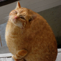 Fat_Cat_-_Shape_Shifting_copy.jpg