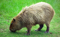 800px-Capybara_Hattiesburg_Zoo_(70909b-42)_2560x1600.jpg