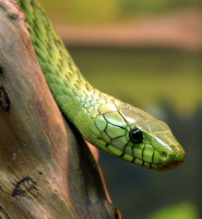 Dendroaspis_viridisPCCA20051227-1885B.jpg