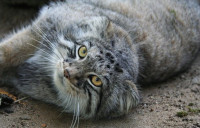 Manul-c.jpg