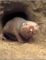 1313063171_mole_rat_05.jpg