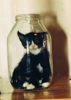 cat-in-bottle.jpg