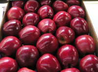 Red_Delicious__Chilean_Apples.jpg