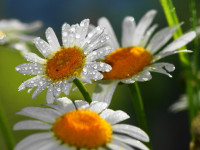 Nature_Flowers__033326_.jpg