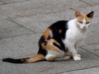 Calico_cat_in_La_Coruna_of_Spain-01.jpg