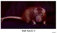 Rat_Devil_II_by_rosesburn.jpg