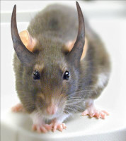 Devil Rat.jpg