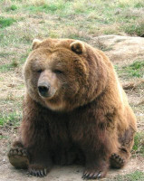 bear (1).jpg