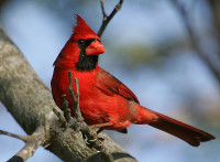 Northern-Cardinal-Cardinalis-cardinalis.jpg