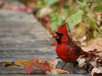 Cardinalis_cardinalis_male_04.jpg