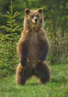 1_Sub_Adult_Grizzly_Bear_standing.jpg