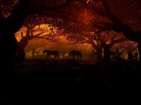 Horses_in_the_night_forest_oil_painting.jpg