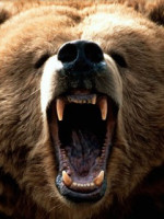 Grizzly-Bear-roar.jpg